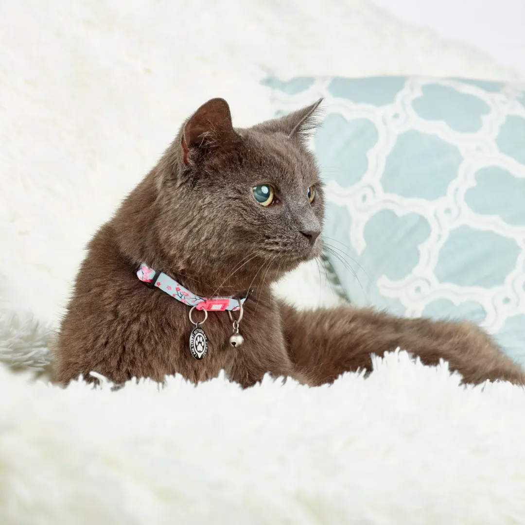 Max and Molly Cherry Blossom Smart ID Cat Collar