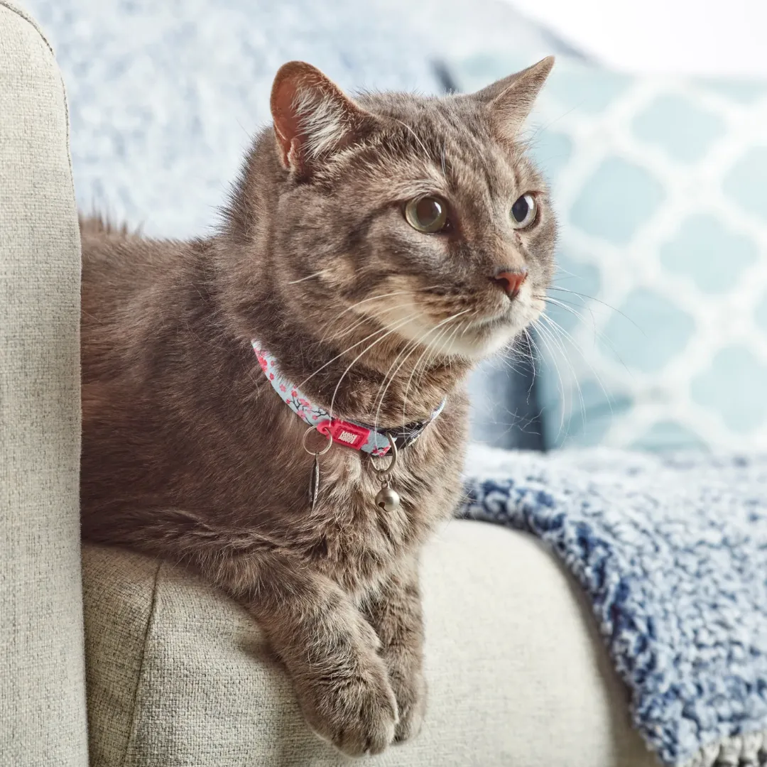 Max and Molly Cherry Blossom Smart ID Cat Collar